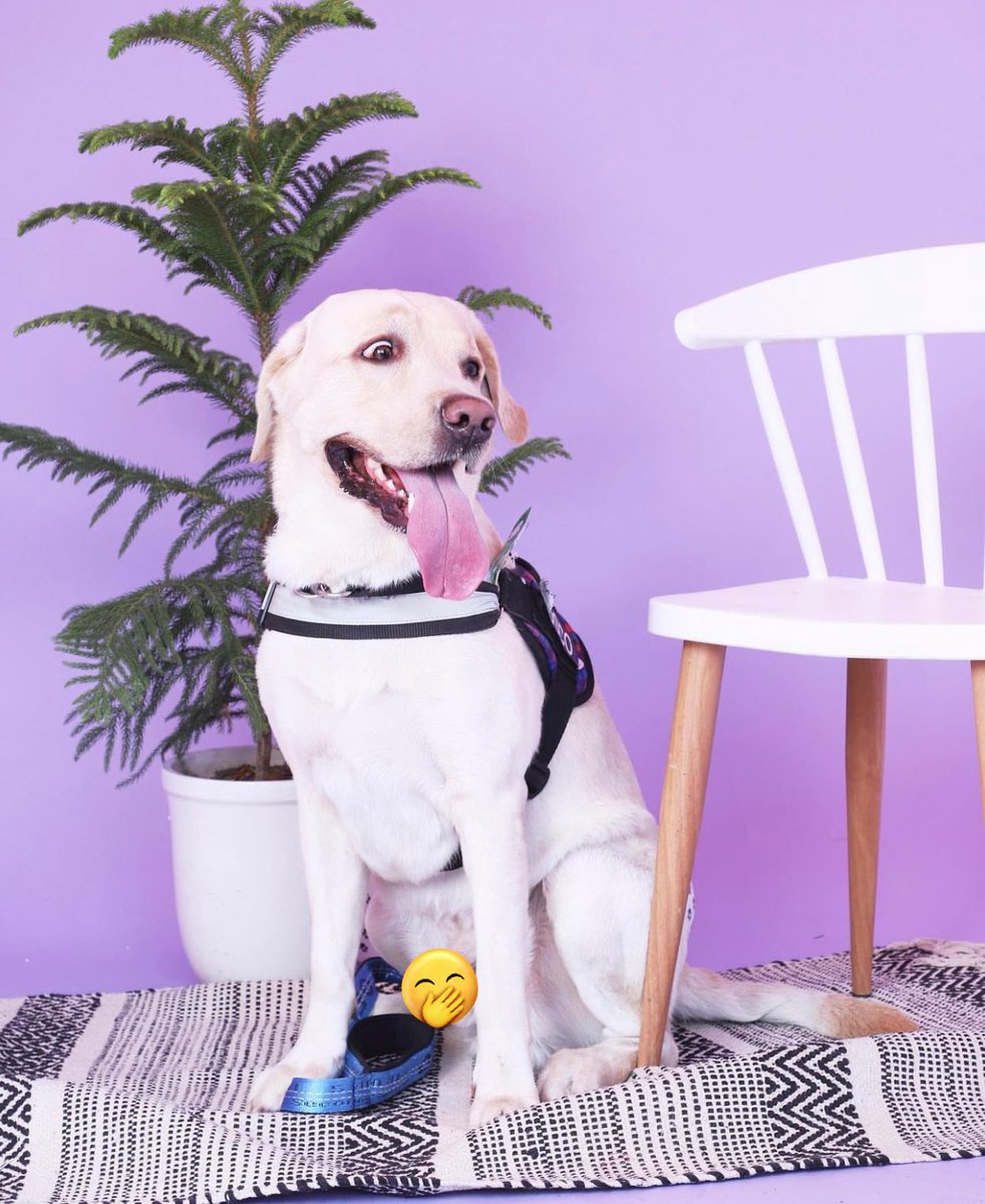 Ok fifa world cup has started 🐶 
All the best world teams. #FIFAWorldCup