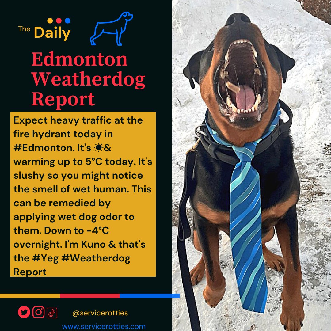 Expect heavy traffic at the fire hydrant today in #Edmonton. It's ☀️&amp; warming up to 5°C today. It's slushy so you might notice the smell of wet human. This can be remedied by applying wet dog odor to them. Down to -4°C overnight. I'm Kuno &amp; that's the #Yeg #Weatherdog Report
