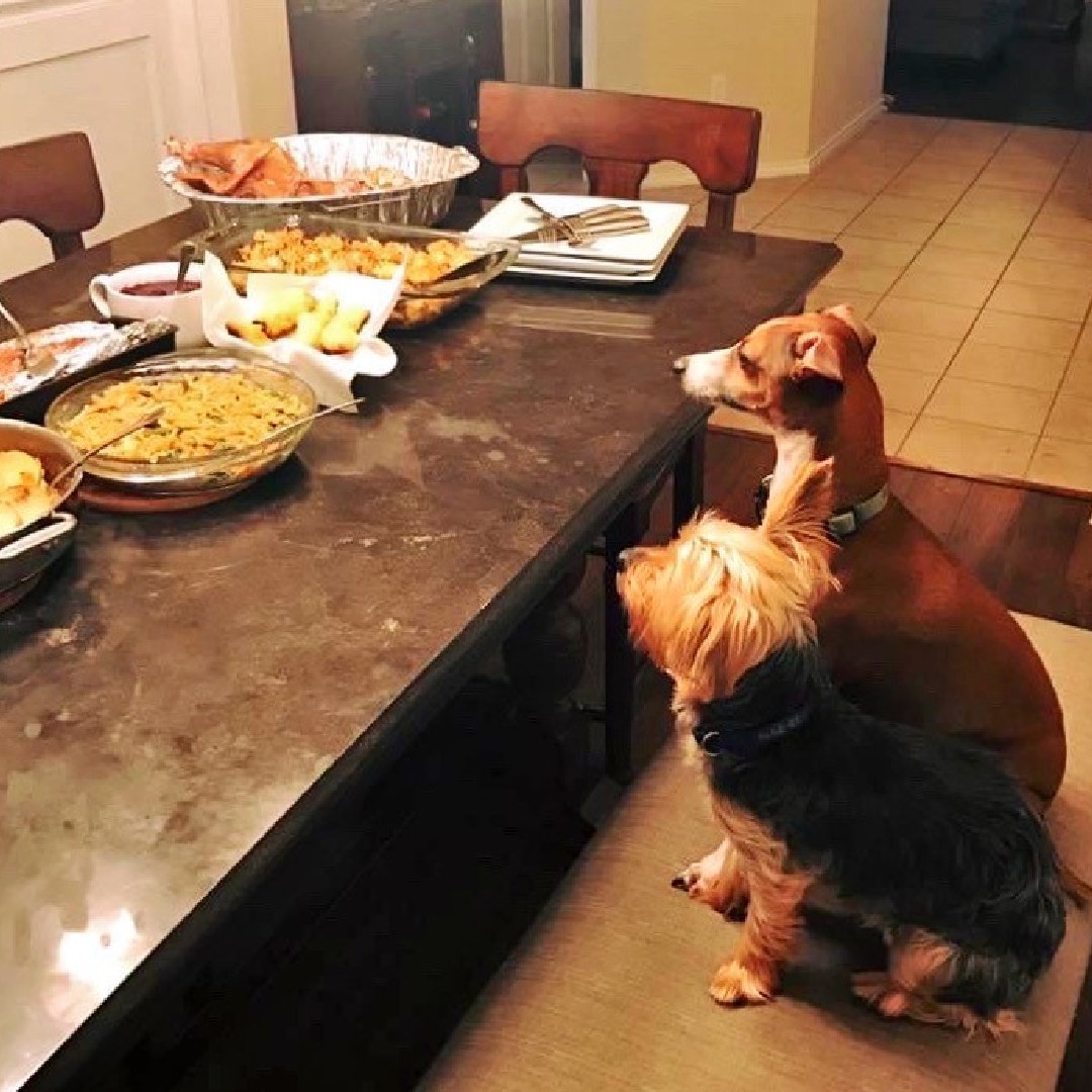 Tweet by Purdue Veterinary Medicine