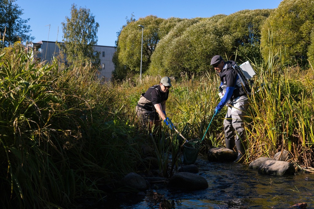 Project: Sea trouts of Helsinki
Here are more pictures from the electrofishing session in Longinoja. Researchers Mikko and Ari from @luonnonvarakeskus caught fish, especially endangered Brown trouts, measured them and released them, to monitor abundance … https://t.co/YLt5pzbWFv https://t.co/NfI2uM7aL6