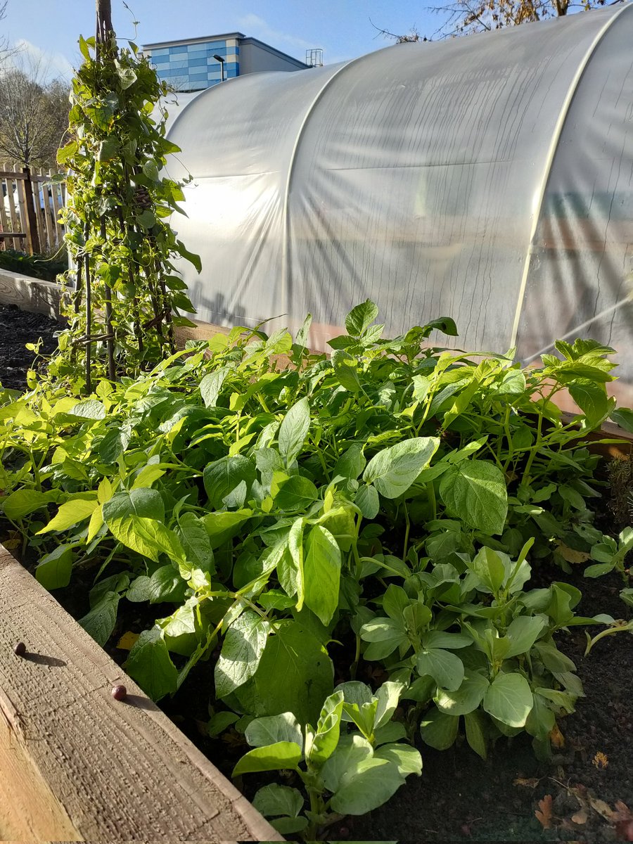 GardenPathway's tweet photo. Feeling festival today @GardenPathway as our winter crops flourish alongside our wonderful gardeners https://t.co/cJempZFLE5
