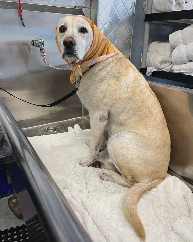 This sweet little babushka just wanted to remind you guys we will be CLOSED for Thanksgiving and the day after. Thank you all for a wonderful wild week and we will see you soon! #puppiesinthetub #dogsofadamsave #dirtymuttsdrivemenuts #yellowlab