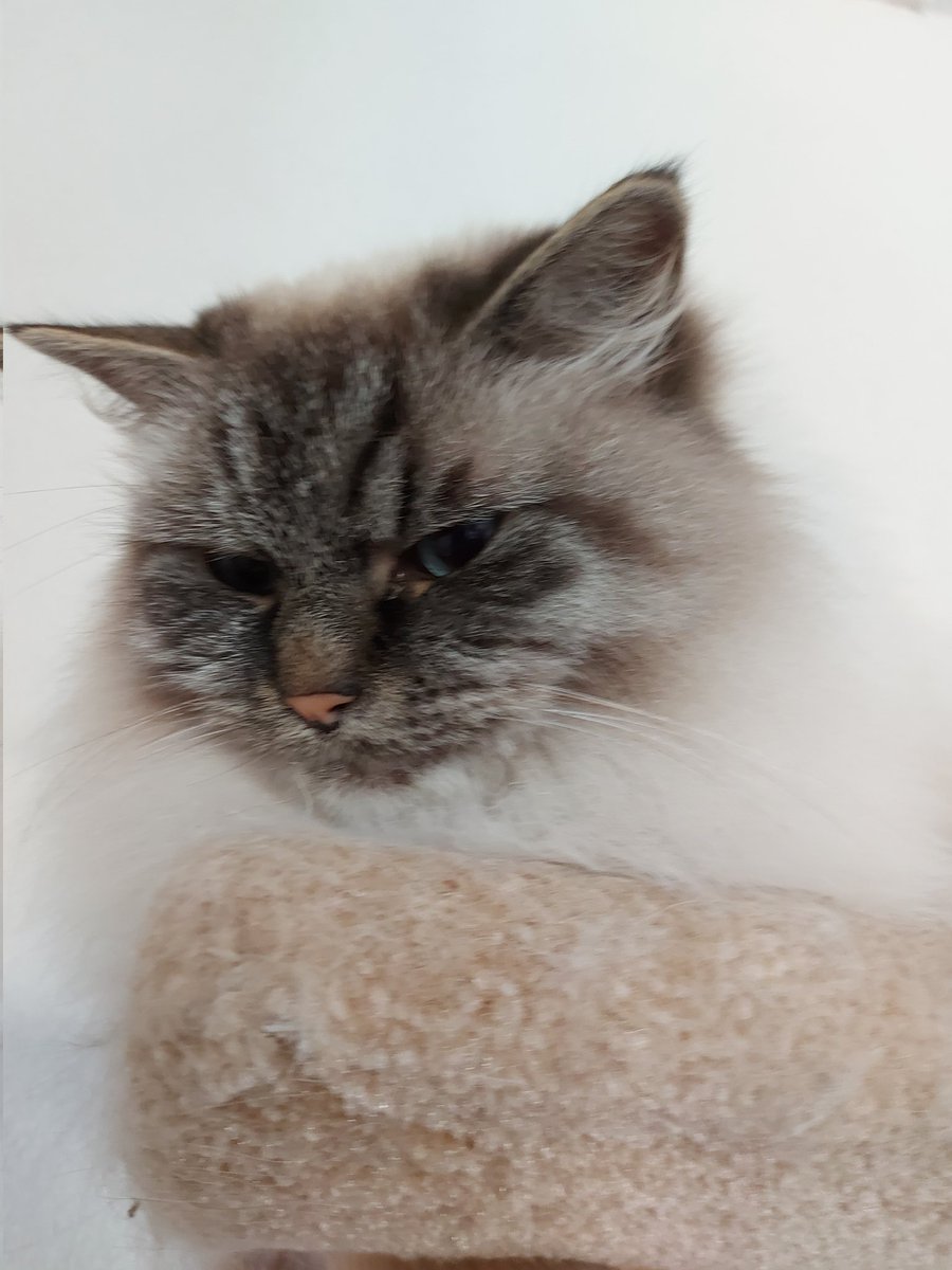 thehairycats's tweet image. So lucky @glennmartin50 is going to see @rickygervais tonight, while we are stuck at home with the bloody football again. 😾#Yuri #LifeIsNotFair