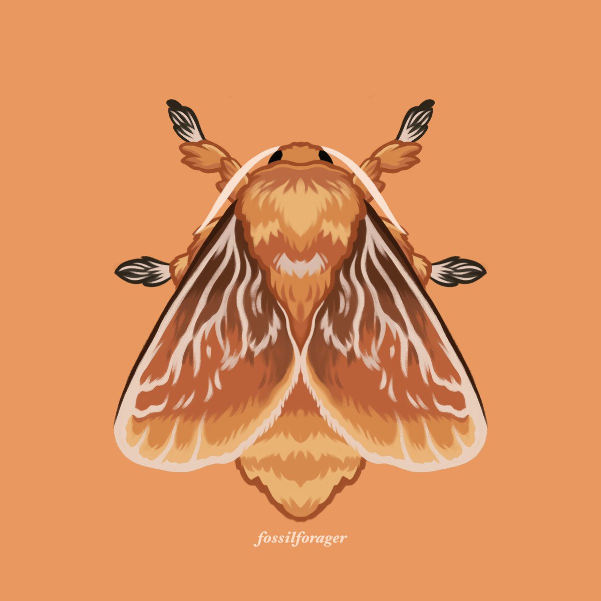 nicole-on-twitter-southern-flannel-moth
