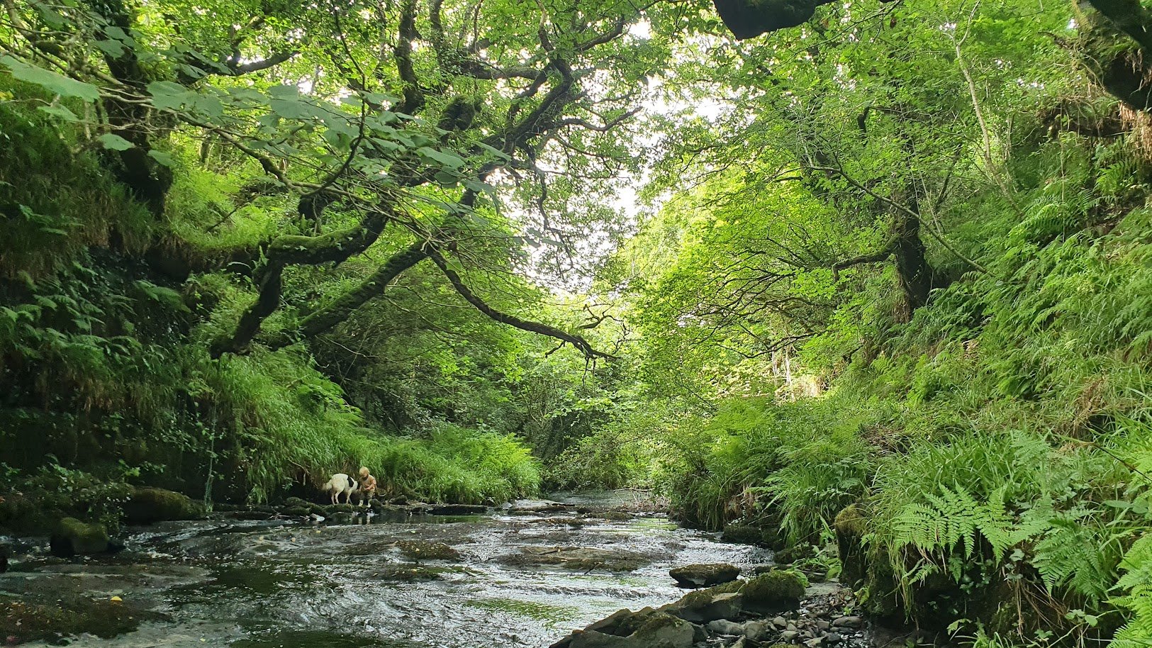 Ó Foghlú on Twitter "The new "Native Tree Area Scheme" will be of