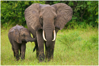 elephanaticsbc's tweet photo. In any ecosystem, the loss of a keystone species results in a loss of ##biodiversity at other levels in the food chain. #Elephants have decreased nearly two-thirds largely because of human activities in past 40 years. #APlaceLikeNoOther #IvoryFreeCanada #Appendix1
@CoP19 @CITES https://t.co/mM0NH7eSt6