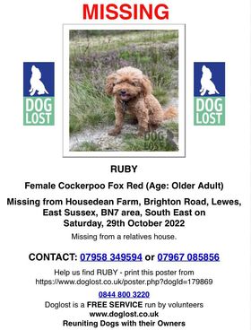The_Animal_Team's tweet photo. 🆘 STILL MISSING 🆘 #Ruby went #missing on Saturday, 29/10/22 from a relative's house at #HousedeanFarm #BrightonRoad #Lewes #BN7 area, #EastSussex. #Cockerpoo Fox Red. ❌ PLEASE DO NOT CHASE ❌FB Group: https://t.co/scJIcCNZhW #DL: https://t.co/jjYtrCYy2l https://t.co/sgcGZsxS9Q