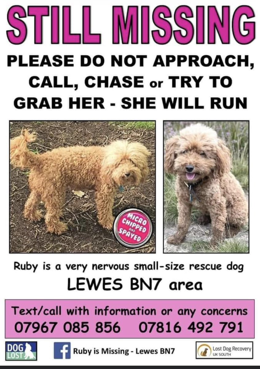 The_Animal_Team's tweet photo. 🆘 STILL MISSING 🆘 #Ruby went #missing on Saturday, 29/10/22 from a relative's house at #HousedeanFarm #BrightonRoad #Lewes #BN7 area, #EastSussex. #Cockerpoo Fox Red. ❌ PLEASE DO NOT CHASE ❌FB Group: https://t.co/scJIcCNZhW #DL: https://t.co/jjYtrCYy2l https://t.co/sgcGZsxS9Q