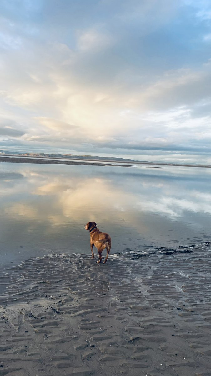TessyM80's tweet photo. He takes me out for walks so I can take pics of him #winwin #helovesit #nairnbeach #cockador #mrfoxy https://t.co/wpLRyjPYXi