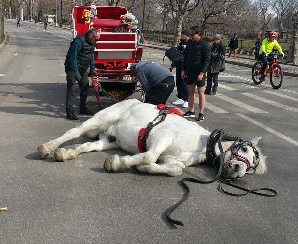 This is Max, a New York City carriage horse who collapsed in Central Park in 2017. Witnesses saw him breathing heavily, collapsing, trying to right himself and collapsing a second time until he laid on the asphalt. 🧵