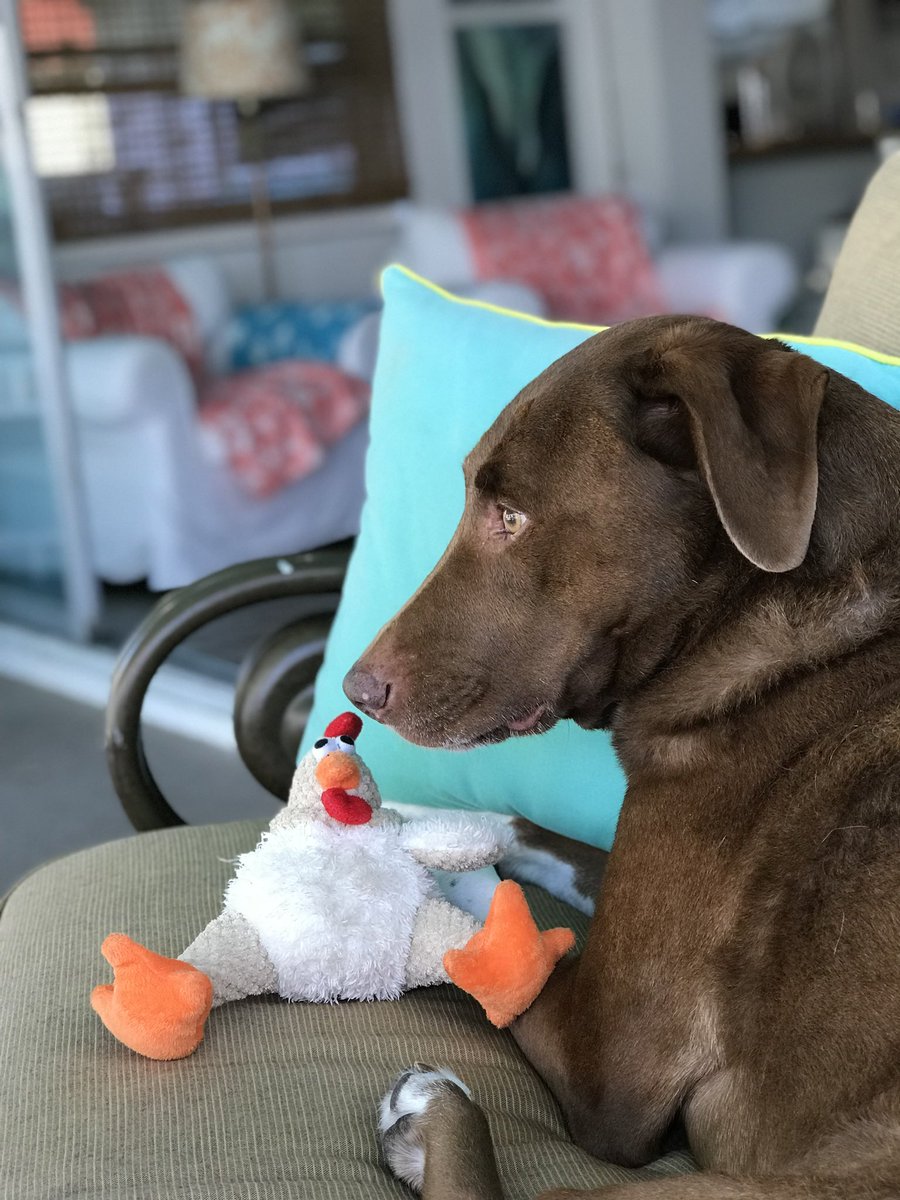Who ready for #thanksgiving ?? #DogsofTwittter #dogs #pitmix #15yearsold #barklife #barklifeapparel #livingthebarklife