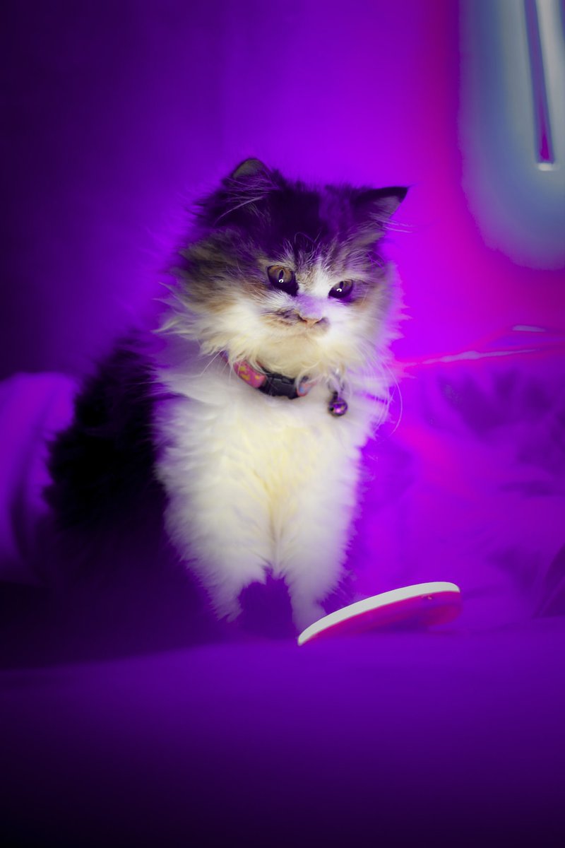 Random Kitties tweet media