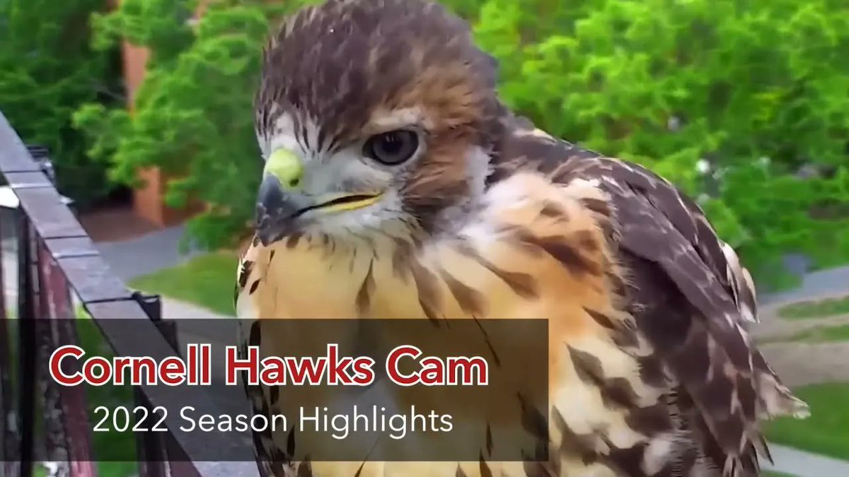 CornellBirds's tweet photo. 2022 celebrated another nesting season with the Bird Cams Red-tailed Hawks. Parents Big Red and Arthur raised four chicks for the first time, making them busier than ever looking after their fluffy brood. Our Video of the Week brings you the highlights: https://t.co/s9m8yU4iQw https://t.co/8eOHmowMyF