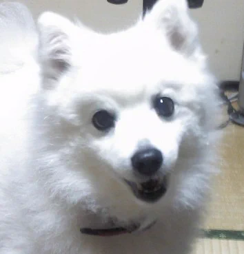 @usabarawabi うちの犬日本スピッツ🐶なんかにてますね 