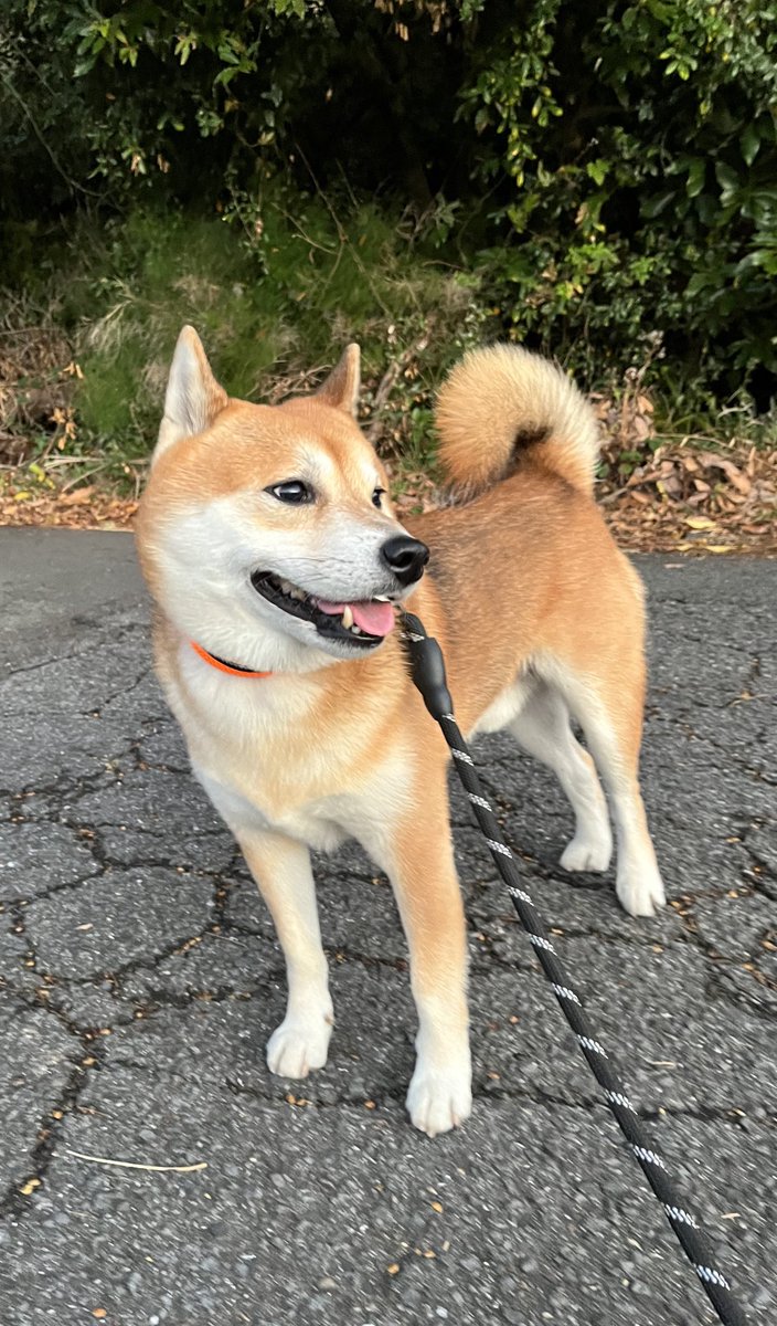 #柴犬 #犬 #愛犬 #dogs

今日もガンバロー！ https://t.co/MOtS4oh8X6