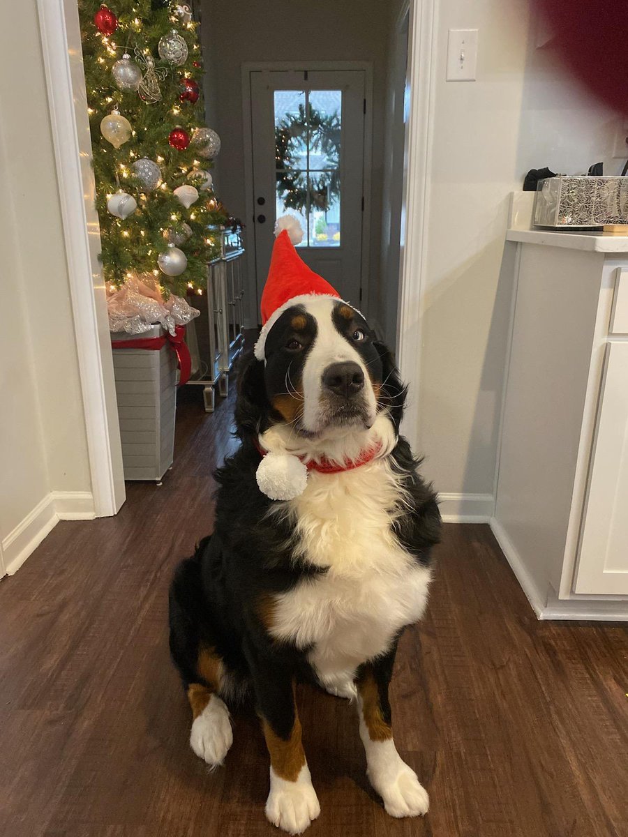 PandaTurtle_'s tweet image. 