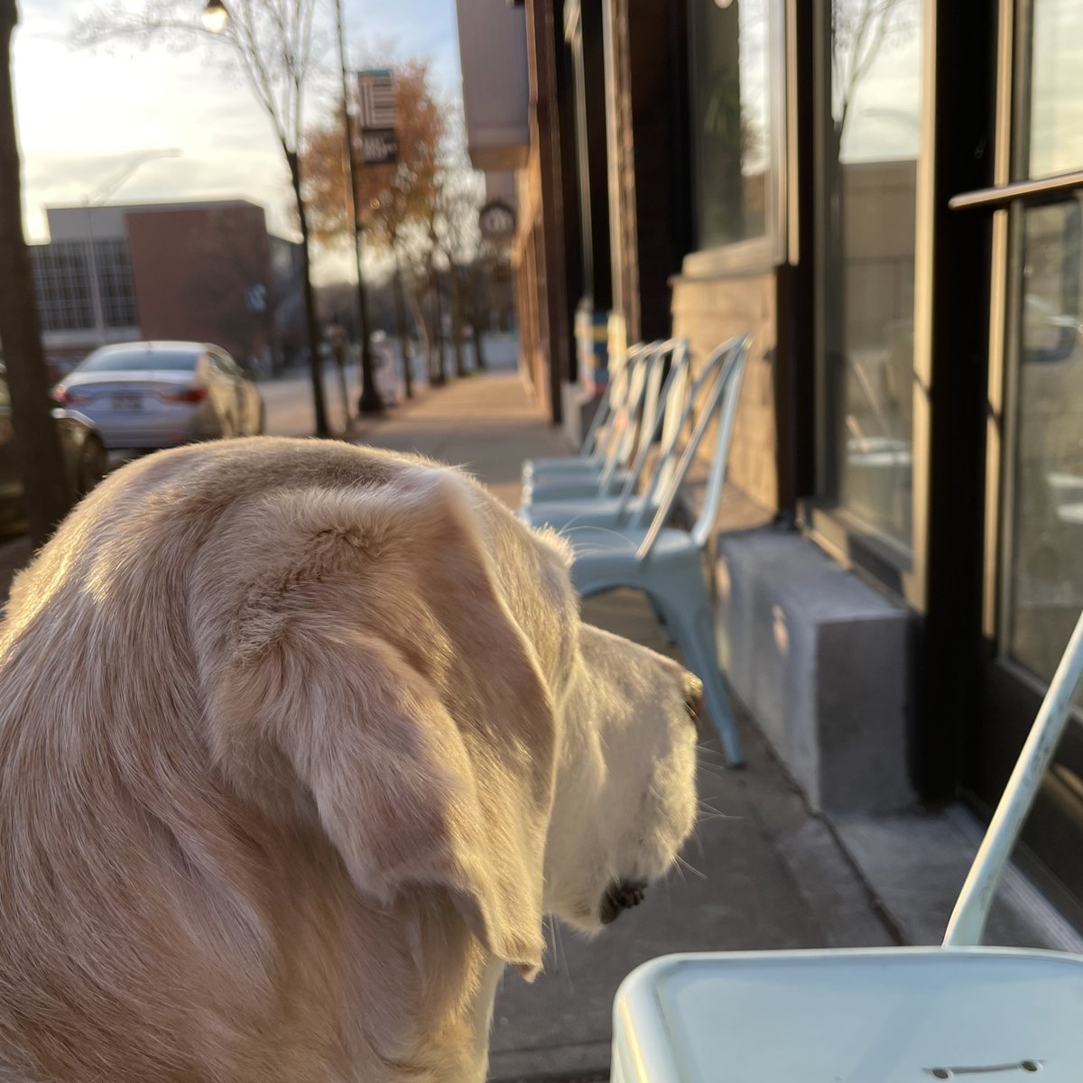George the Dog tweet media
