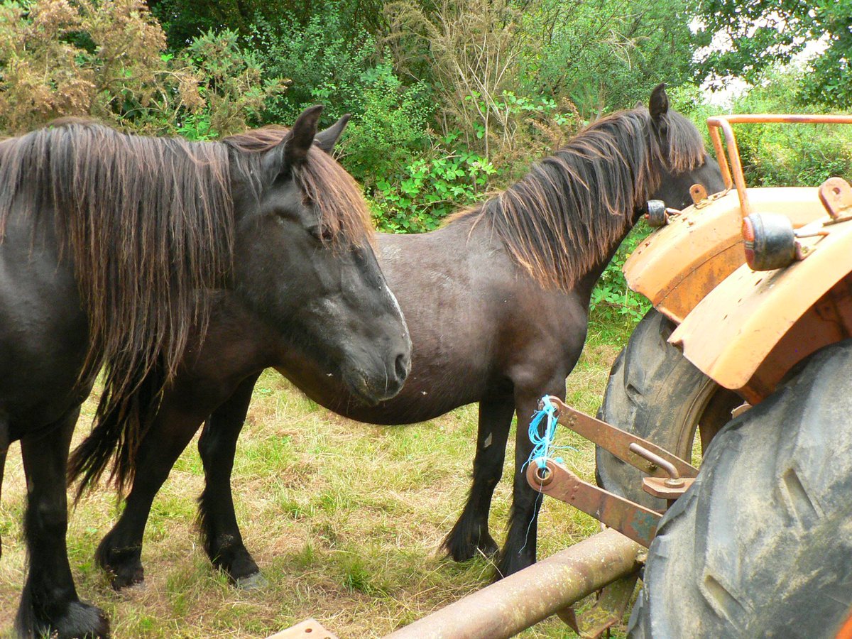 Like most intelligent creatures, Fell ponies are full of curiosity. These two mares are sneaking up on a tractor as soon as the driver has left. This childlike curiosity and intelligence makes them ideal work companions. #Fellponies #Cumbria #farming #rarebreeds #sustainability