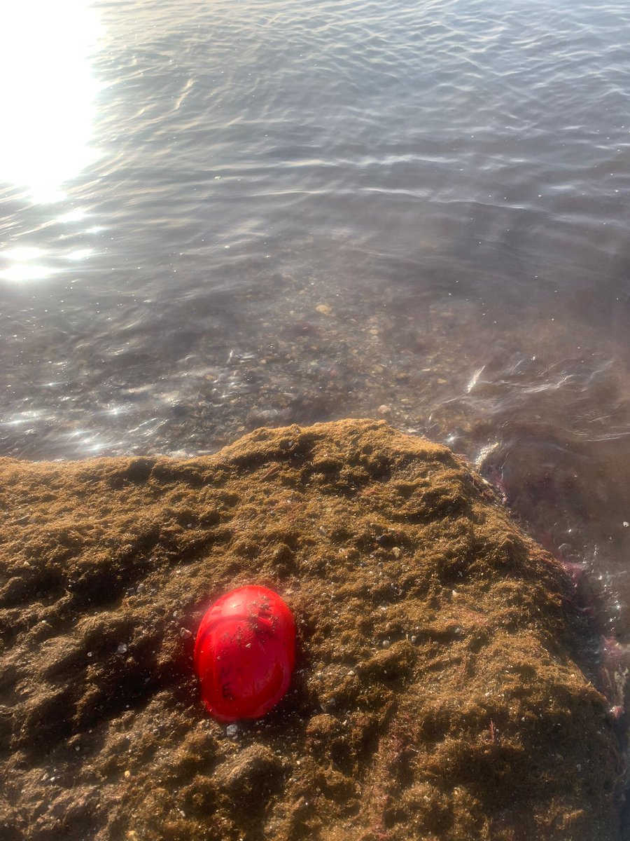 Elliot & his Dad were going for a swim at #WesternBeach during #hightide when they saw plastic strewn on the beach The litter was about to be caught in the tide & dragged back into the sea Rolling up their sleeves just in time, they cleared up two bin bags #CivicPride #Gibraltar