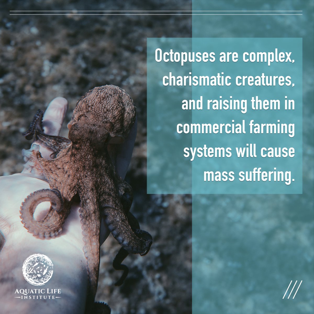 Aquatic Life Institute has launched a campaign to #BanOctopusFarming. Check out ali.fish/octopus-farmin… to #TakeAction and stay updated.
