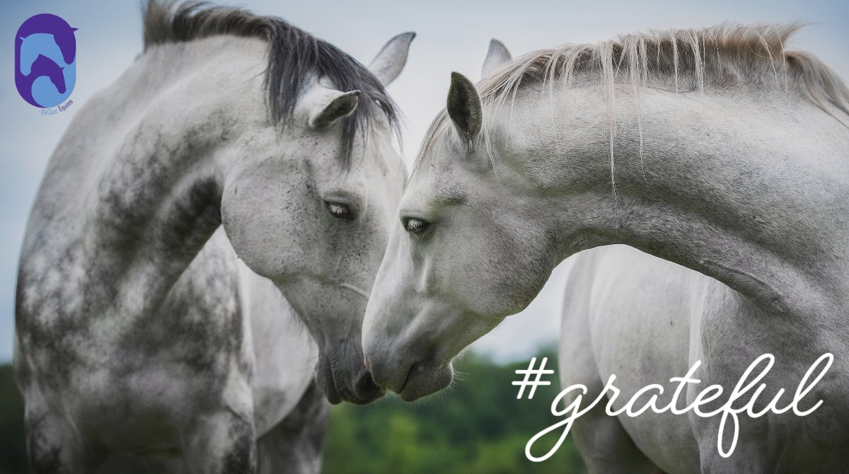 As we head into this holiday weekend, we find ourselves taking pause to reflect on how grateful we are. While there is still so much work to be done to change the paradigm for the care and treatment of sport horses... we have come so far. 💜 #equine #sporthorse #equinebodywork