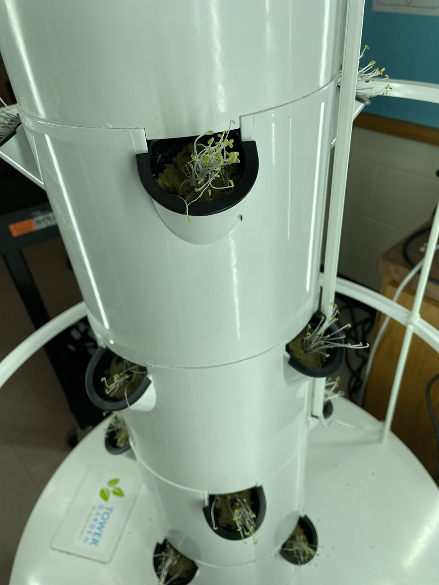 After all of the snow, it was refreshing to walk into the grade 5 class <a href="/ATESTigers/">ATES</a> and see the new sprouts!  The incredible hydroponics towers are filled with lettuce sprouts and the class is so excited. Big shout out to <a href="/Watsden/">D Watson</a> for his help getting us started <a href="/BluewaterDSB/">Bluewater DSB</a>