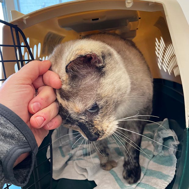 Tweet by AVMA (American Veterinary Medical Association)