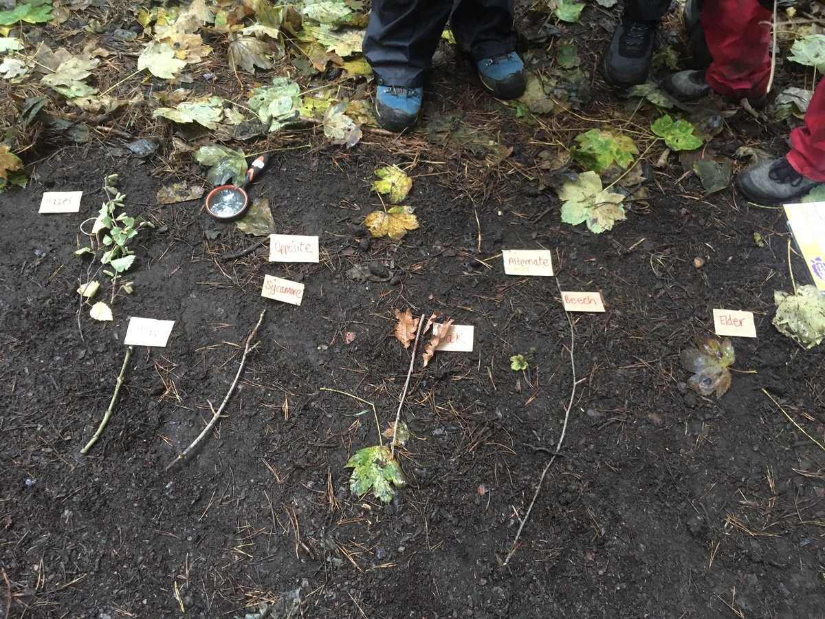 dpsforestschool tweet media