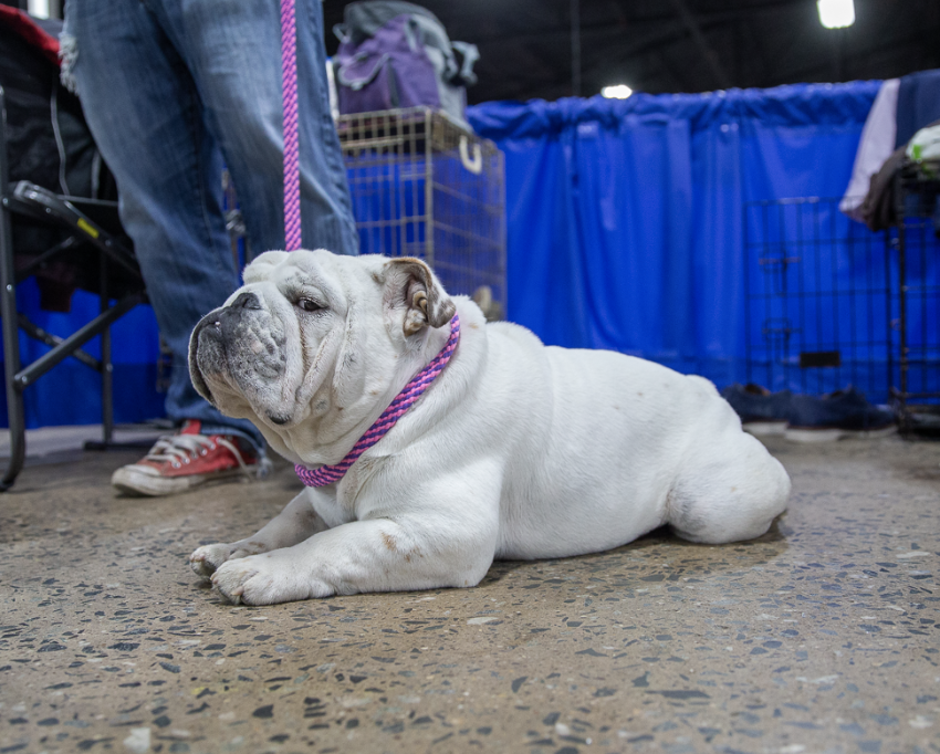 Thanksgiving Football is overrated... 😂 It's time to bring the family together for The National Dog Show! 😁🐶

Thanksgiving should be stuffed with food, fun, and FURRY FRIENDS! Tune in for the National Dog Show tomorrow at noon on NBC 10!