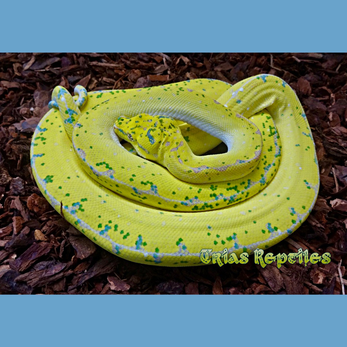 LivingArtReptil's tweet photo. Green Tree Python (Morelia Viridis). Photo: Trias Reptiles. #snake #reptile #python #livingart #lareptile #lareptiles #treepython #arborealsnake #livingartreptile #livingartreptiles #MoreliaViridis #greentreepython https://t.co/sWxyp6Bfws