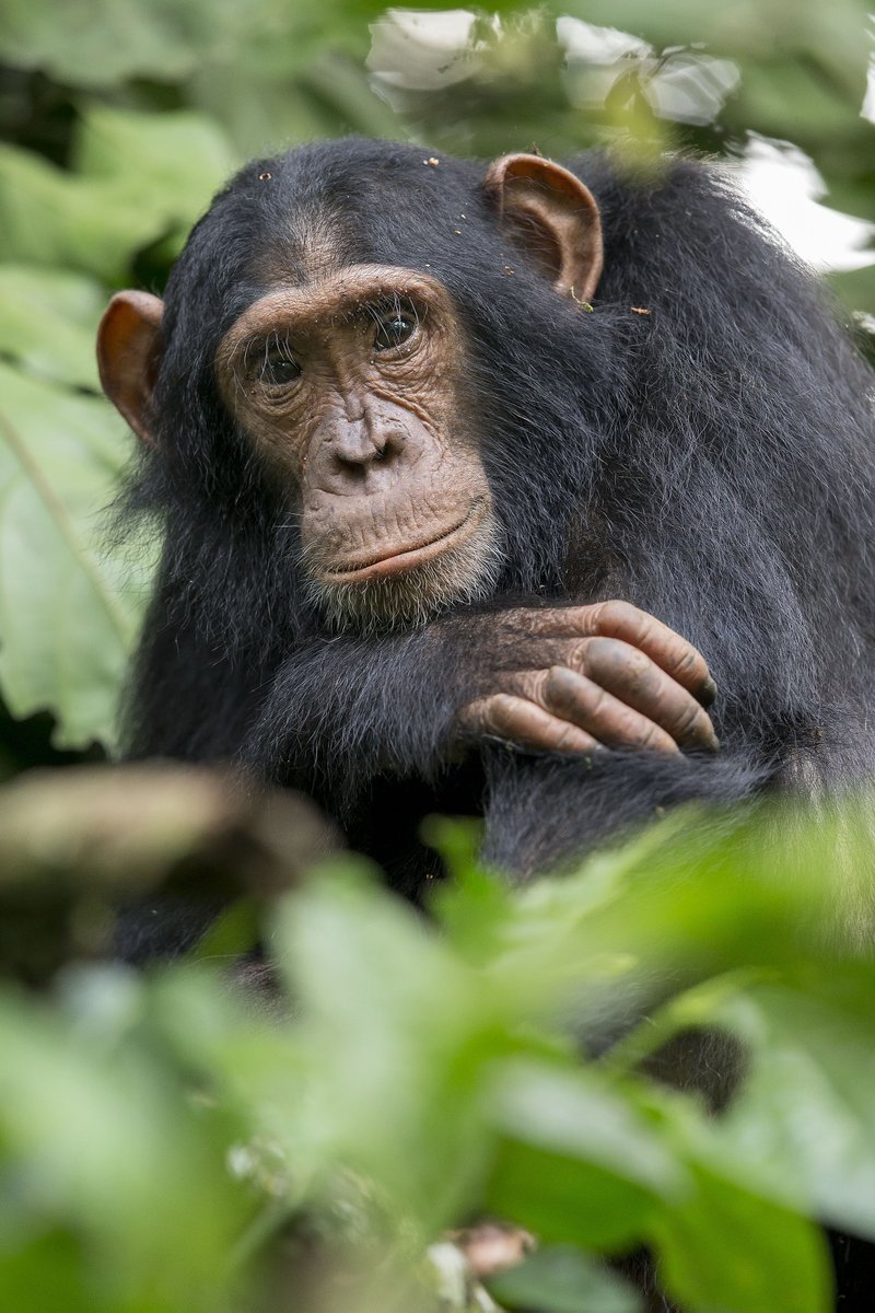 FPA2's tweet photo. This project located in Uganda, led by @Le_Museum &amp; supported by @FPA2 seeks to preserve the biodiversity of tropical forests through the conservation of #chimpanzees, an emblematic threatened species. 
➡️Learn more: https://t.co/YY8EW81zjR

#FPA2 #ConservationAction 
©@jmkrief https://t.co/URCWeXPKfT
