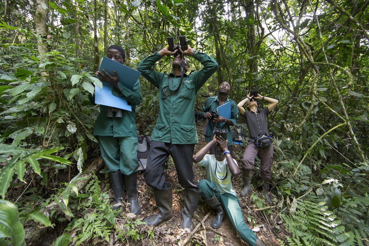 FPA2's tweet photo. This project located in Uganda, led by @Le_Museum &amp; supported by @FPA2 seeks to preserve the biodiversity of tropical forests through the conservation of #chimpanzees, an emblematic threatened species. 
➡️Learn more: https://t.co/YY8EW81zjR

#FPA2 #ConservationAction 
©@jmkrief https://t.co/URCWeXPKfT