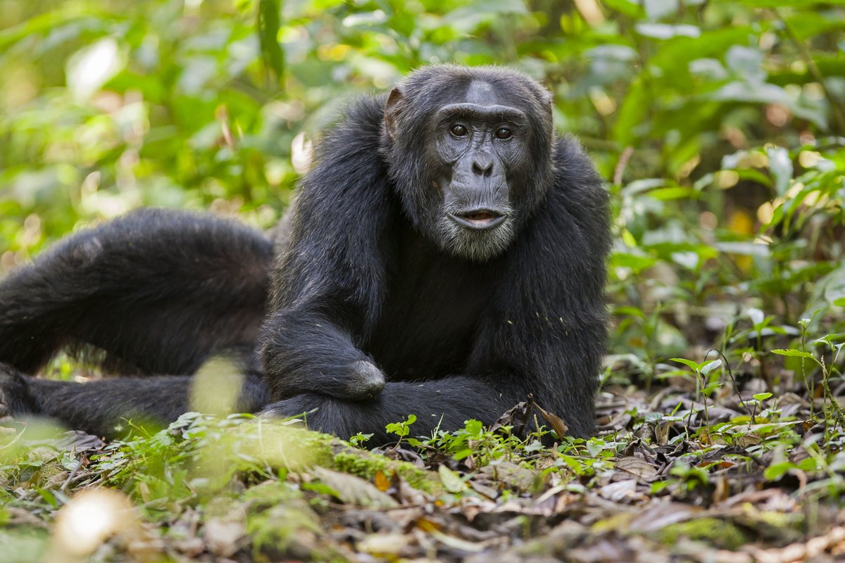 FPA2's tweet photo. This project located in Uganda, led by @Le_Museum &amp; supported by @FPA2 seeks to preserve the biodiversity of tropical forests through the conservation of #chimpanzees, an emblematic threatened species. 
➡️Learn more: https://t.co/YY8EW81zjR

#FPA2 #ConservationAction 
©@jmkrief https://t.co/URCWeXPKfT