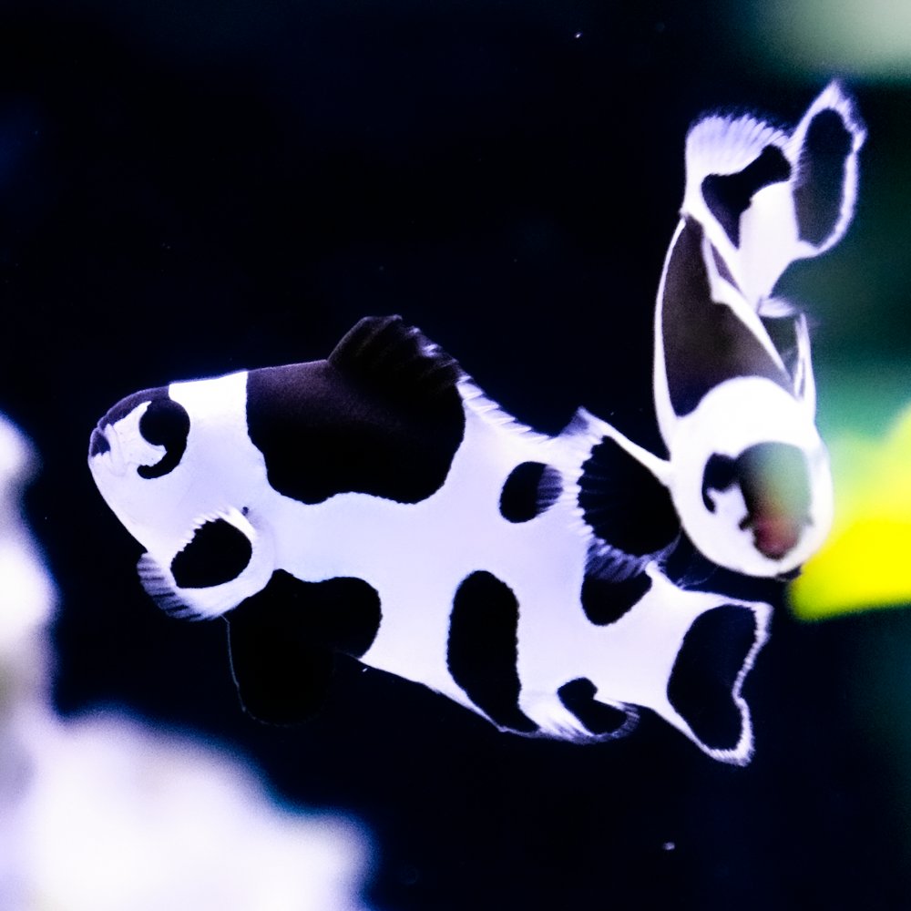 We've got some stunning Black storm clownfish available in our Hyde store, not your usual Nemo!🌩️ 

Why not come in and take a look?👀