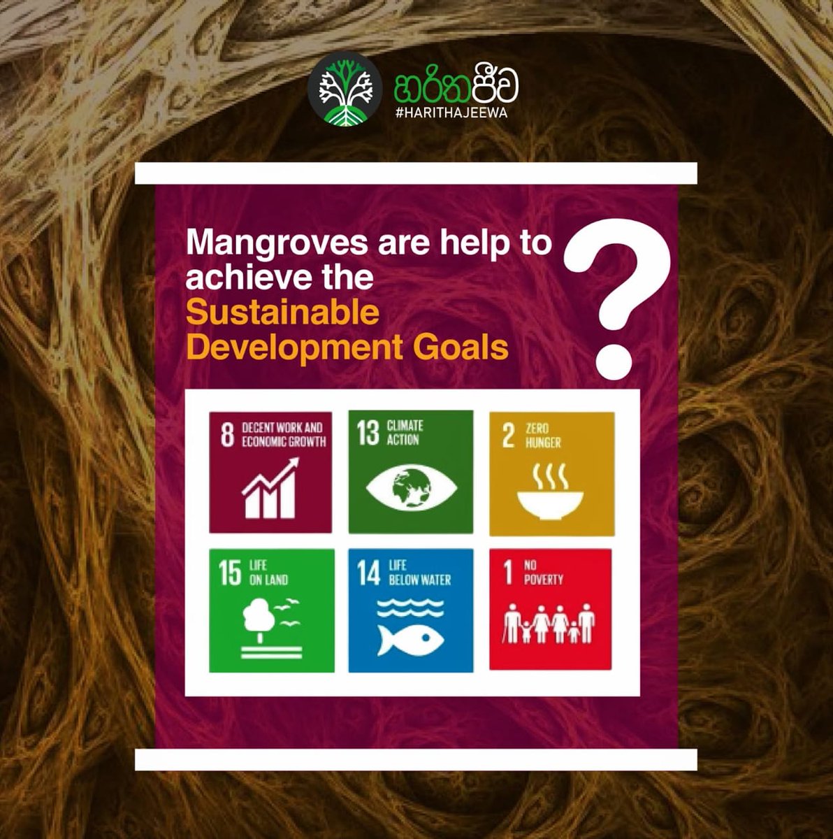 harithajeewa's tweet photo. #mangroves are an important ecosystem that provides valuable social, economic, and environmental services. Mangrove forests can help reach multiple #SustainableDevelopmentGoals. A number of sustainable development criteria could be achieved under project #හරිතජීව. ♻️ https://t.co/jvVrPzUyZk