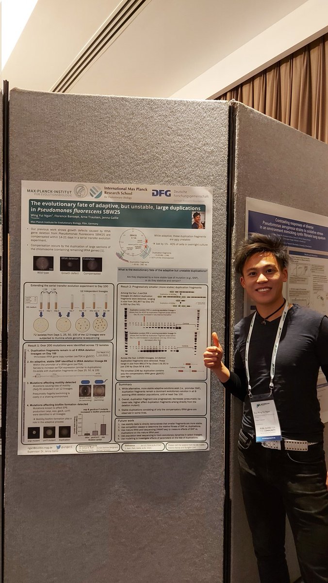 At the #MicroEvo22,
I shared my PhD work under the supervision of <a href="/gallie_jenna/">Jenna Gallie</a> and collaborating with @EvolTheoArne and @FlorenceBansept on the evolutionary fate of the unstable large duplication in SBW25.
In short, we found smaller duplication and alternative mutations arose.