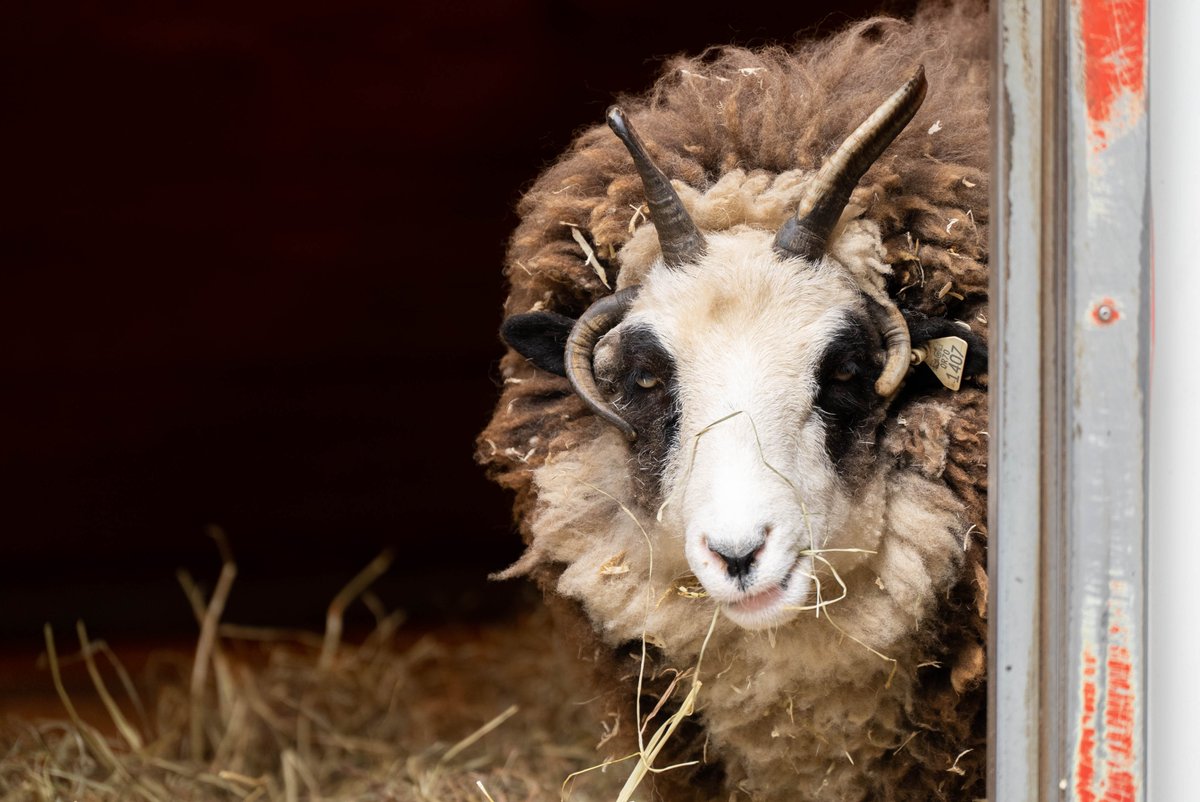 corpse_run's tweet photo. Nom nom nom hayyyyyyyyyy
#goat #sheep #goatsheep #isthisareallywoolygoat #whysomanyhorns #turtlebackzoo #zoo #animals #animalsofinstagram #barn #barnanimals #photography #animalphotography
See this Instagram photo by @alex_distasi https://t.co/BTJGPQ0Rr1 https://t.co/GdOEvMEv1l
