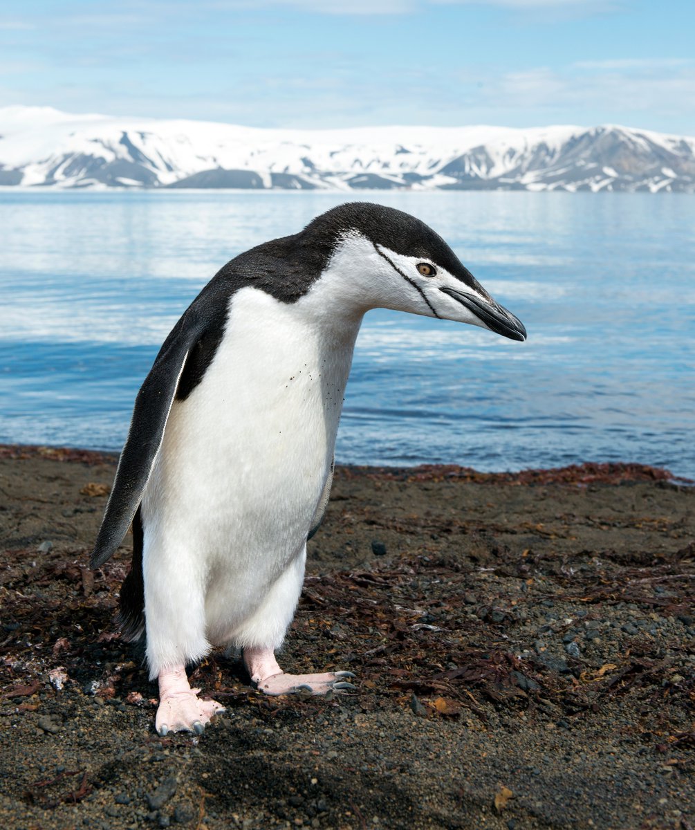 BehavEcol's tweet photo. Predicting foraging dive outcomes in chinstrap penguins using biologging and animal-borne cameras #habitatSelection #foragingBehaviour #ornithology
https://t.co/U6dzdwRQcG https://t.co/YPX3PhSDdf