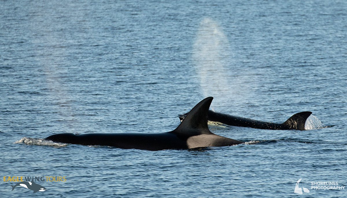 eaglewingtours's tweet photo. Matriarch Volker (T037A) is the mother of five, including the youngster in the back here. The T037As have been frequent visitors to the Salish Sea this year!
#Wild4Whales #MomLife #KillerWhale #TopPredator https://t.co/Pp7OtoEfS7