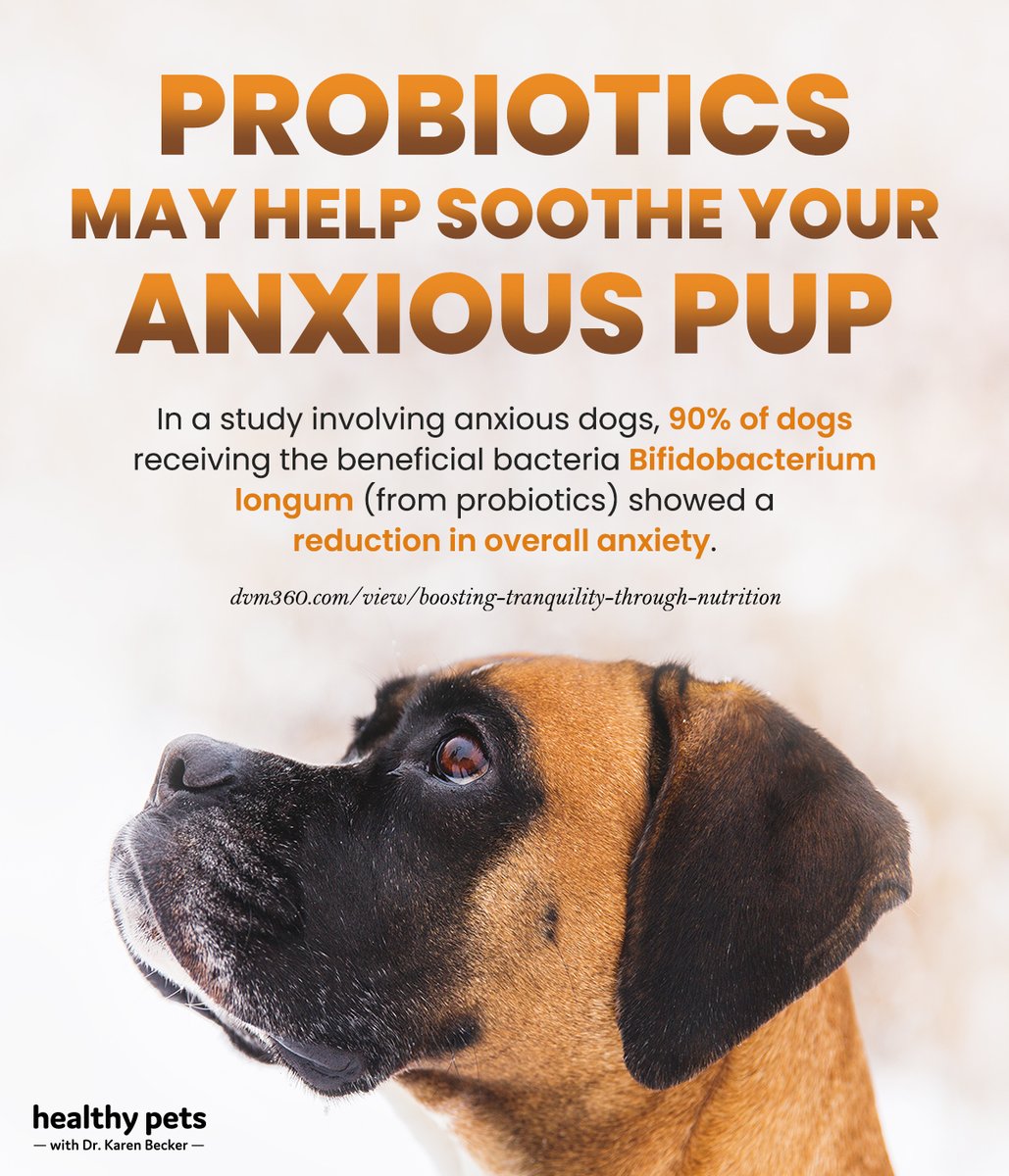 drkarenbecker's tweet photo. Probiotics not only support pets’ immune function and gut health — they may help ease anxiety and stress, too! 👍 #ProbioticsForPets #DogStressReliever #HealthyPets
Here’s how probiotics can help soothe your anxious dog: https://t.co/HdC0tcfhuh https://t.co/SKQprnoGMq
