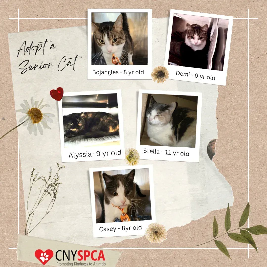 Central New York SPCA tweet media
