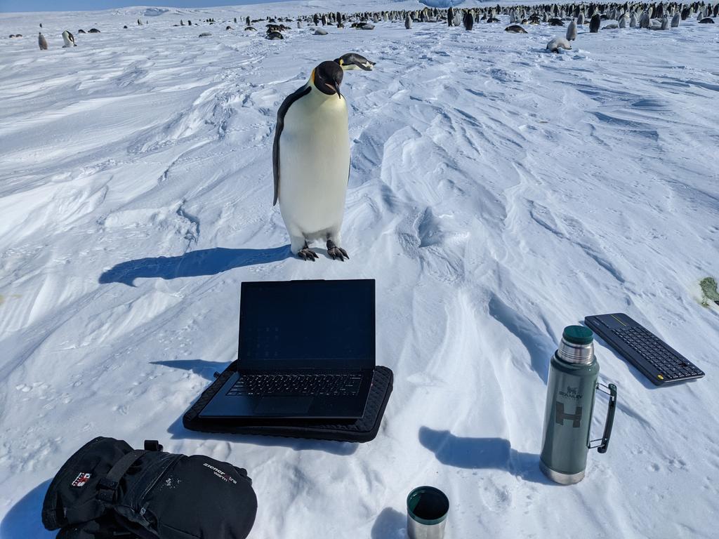 Zitterbart_WHOI's tweet photo. Another day in the office😊 #Antarctica #penguin https://t.co/I8ov8B6oB2