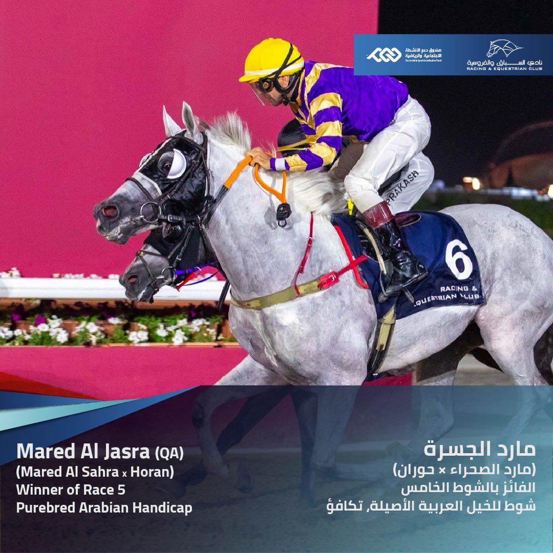 Q_REC's tweet photo. في شوط التكافؤ للخيل العربية الأصيلة تصنيف 85 وأقل عمر 3 سنوات فما فوق لمسافة 1200م كان التفوق للجواد مارد الجسرة ملك وإنتاج مربط الجسرة الذي توج أداءه الجيد في مشاركاته السابقة بالفوز هذه المرة بفارق نصف طول بإشراف المدرب محمد الغزالي وبقيادة الخيال إيفان روسي. https://t.co/einK228Rlw