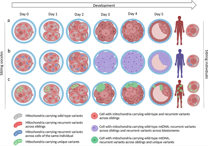 hmg_journal's tweet photo. Mitochondrial DNA variants segregate during human preimplantation development into genetically different cell lineages that are maintained postnatally https://t.co/pF5HgvxpIb https://t.co/lkLOST8s94