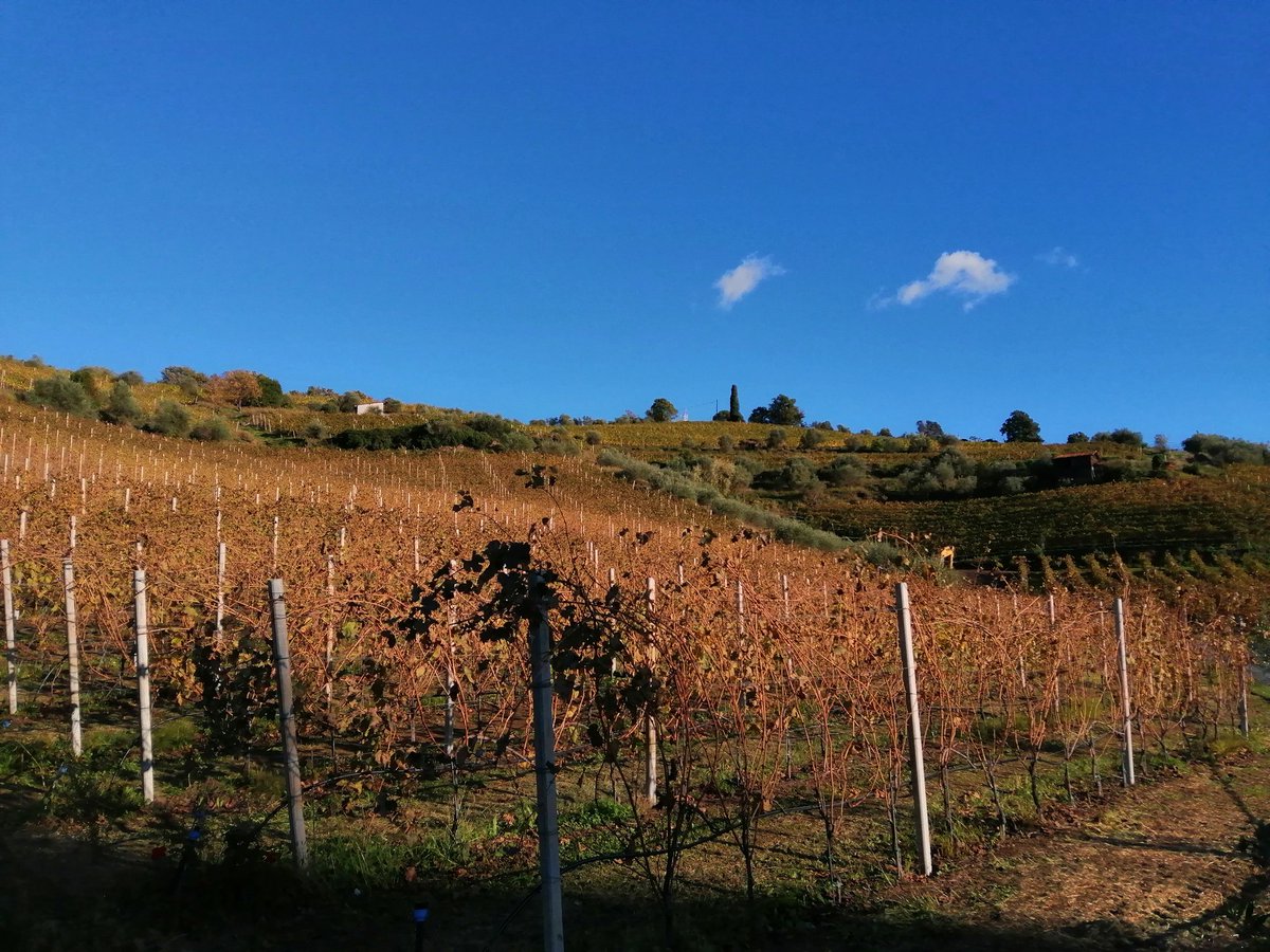 Sergio75829756's tweet photo. Siamo a #sestrilevante
#golfodeltigullio
Da Piero Lugano cantina #bisson in degustazione.. L'Antico 100% Scimiscia
Musaico 70% #dolcetto e 30% #barbera e la Granaccia.. https://t.co/TjrQRFnN0C