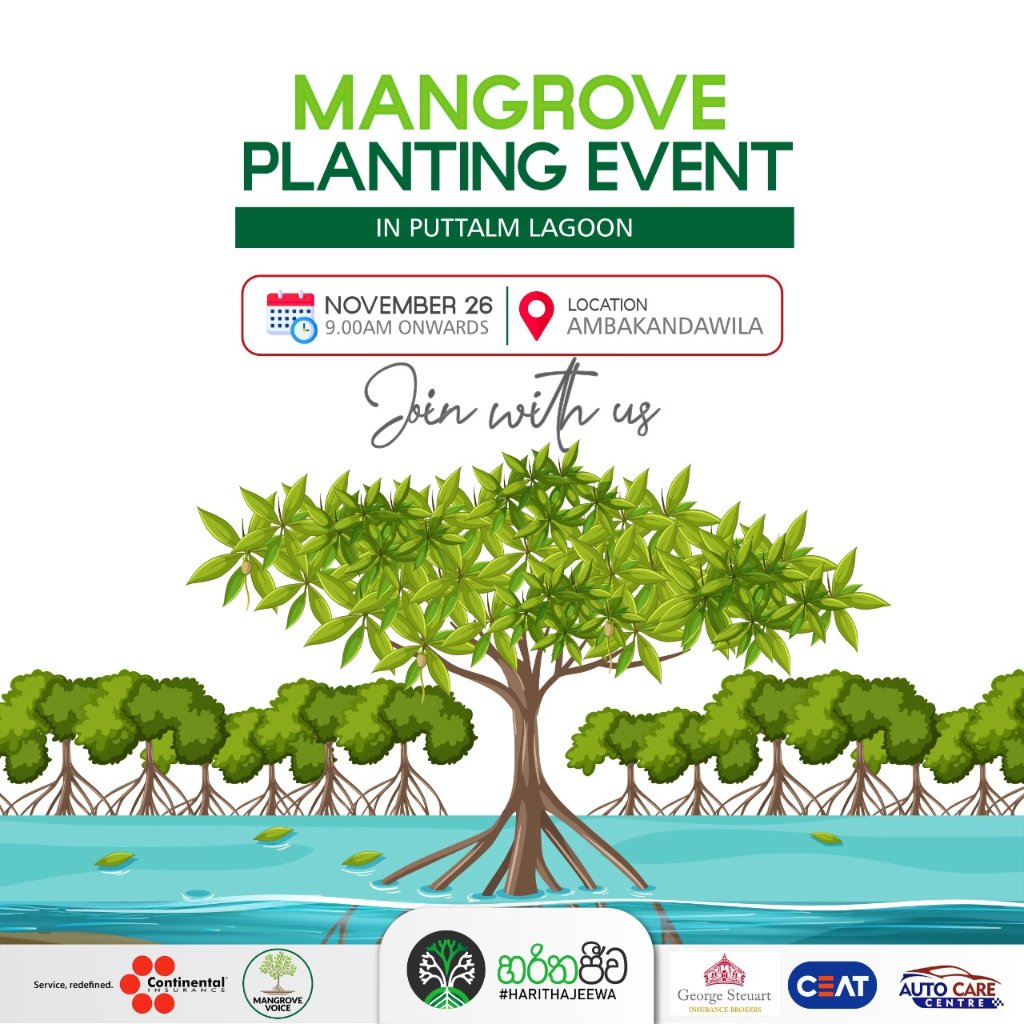 harithajeewa's tweet photo. Mangroves Planting Event☘️
When one plants, one grows hope 🪴 
We’re excited to announce our mangrove plating event; happening this week!
Get ready for an exciting event!

Save the date! Come join us!
🌿🗓️ on November 26th 
🌿🕰️ 9.00 AM onwards
🌿📍 in Ambakadawila , Chilaw https://t.co/DEKJF5aaPl