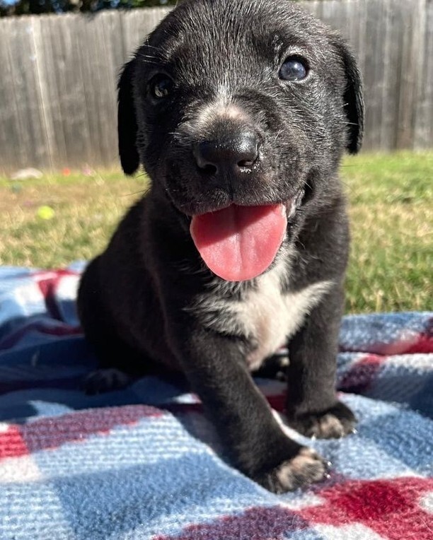 Queenie is ready for adoption!! 💕 This gorgeous girl is from our 101 Dalmatians litter and will be ready to go home very soon! We would love for her to find her forever fit early so she doesn’t have to wait even a day past 8 weeks to start her next c… instagr.am/p/ClT9gPptcc3/