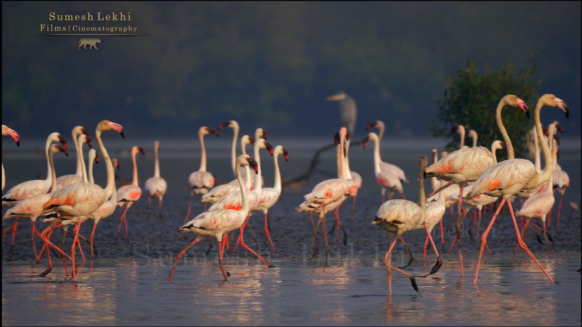sumeshlekhi's tweet photo. Lesser &amp; Greater #Flamingos Thane Creek Maharashtra From our film Wetlands,Miracles of Mumbai #protectcoasts @SMungantiwar @devfadnavis @vrtiwari1 @MangrovesMumbai #crz #mudflats  #indiAves #BirdsOfTwitter #birdphotography #birdwatching #natgeoindia #BBCWildlifePOTD #sumeshlekhi https://t.co/gp5pEQmpmx