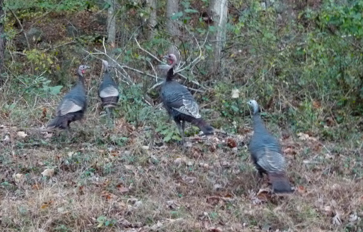 The turkeys at Catoctin are thankful they live in a no-hunting zone, the rangers are thankful for the wonderful visitors they see every day- what are you thankful for?
The Visitor Center will be closed tomorrow (11/24). Parking lots &amp; trails are open from dawn to dusk. 
NPS Photo