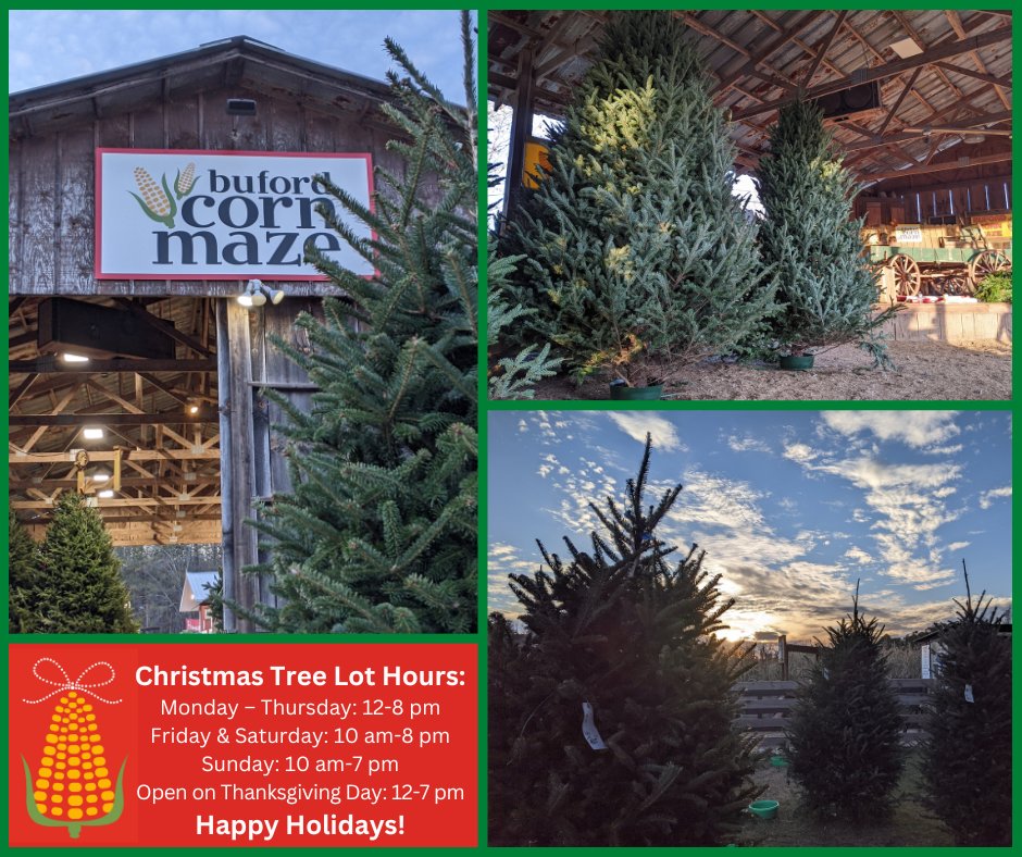 Come check out our beautiful selection of Fraser Firs and more. 
HOURS:
Monday – Thursday: 12-8 pm
Friday &amp; Saturday: 10 am-8 pm
Sunday: 10 am-7 pm
Open on Thanksgiving Day: 12-7 pm

Sales will continue while supplies last. Learn more on our website here bufordcornmaze.com/christmas-tree….